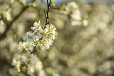 Meyve ağaçları baharda mavi gökyüzü ve diğer çiçek açan ağaçların arka planında çiçek açarlar. Yakın plan. .