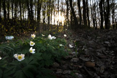Bahar ormanı gün batımında. Genç yeşil yapraklar.