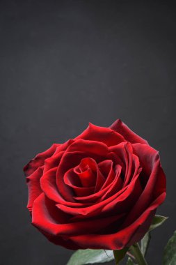 Sevgililer Günü tebrik kartı için arka plan. Sevgililer Günü konsepti. Kırmızı, güzel çiçek açan gül. Kapat.