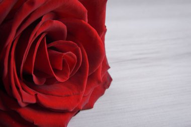 Sevgililer Günü tebrik kartı için arka plan. Sevgililer Günü konsepti. Kırmızı, güzel çiçek açan gül. Kapat.