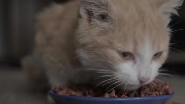 Close Cat Eats Bowl Feeding Your Pet Dry Food Cats — Stock Video