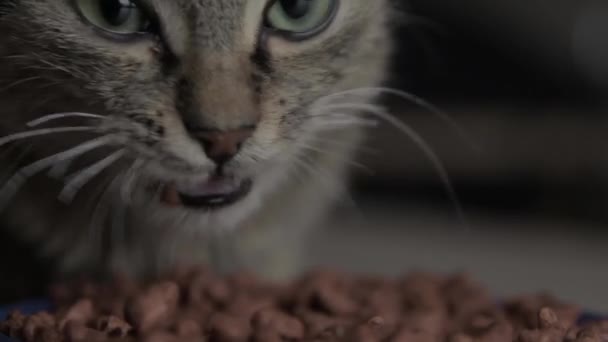 Gatto Primo Piano Mangia Una Boccia Nutrire Vostro Animale Domestico — Video Stock