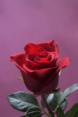 Sevgililer Günü tebrik kartı için arka plan. Sevgililer Günü konsepti. Kırmızı, güzel çiçek açan gül. Kapat.