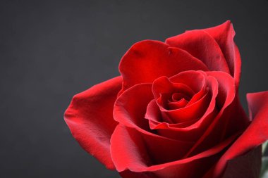 Sevgililer Günü tebrik kartı için arka plan. Sevgililer Günü konsepti. Kırmızı, güzel çiçek açan gül. Kapat.