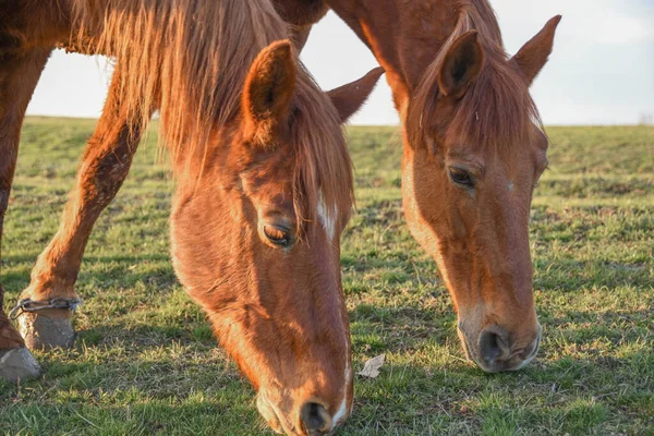 Imagen Cerca Caballo Bahía Roja Pastando Los Pastos Verano — Foto de Stock