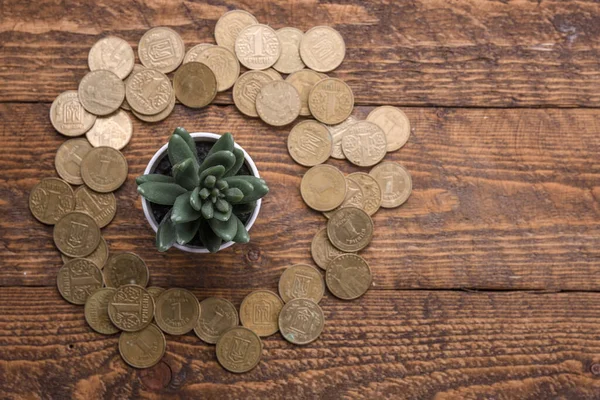 Money savings, investment, making money for future, financial wealth management concept. Money tree on a wooden background with gold coins around.