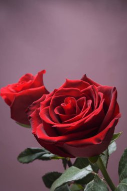 Sevgililer Günü tebrik kartı için arka plan. Sevgililer Günü konsepti. Kırmızı, güzel çiçek açan gül. Kapat.