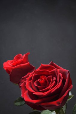 Sevgililer Günü tebrik kartı için arka plan. Sevgililer Günü konsepti. Kırmızı, güzel çiçek açan gül. Kapat.