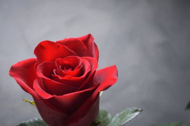 Sevgililer Günü tebrik kartı için arka plan. Sevgililer Günü konsepti. Kırmızı, güzel çiçek açan gül. Kapat.