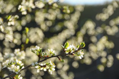 Meyve ağaçları baharda mavi gökyüzü ve diğer çiçek açan ağaçların arka planında çiçek açarlar. Yakın plan. .