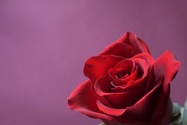 Sevgililer Günü tebrik kartı için arka plan. Sevgililer Günü konsepti. Kırmızı, güzel çiçek açan gül. Kapat.