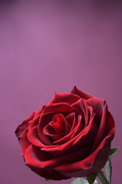 Sevgililer Günü tebrik kartı için arka plan. Sevgililer Günü konsepti. Kırmızı, güzel çiçek açan gül. Kapat.