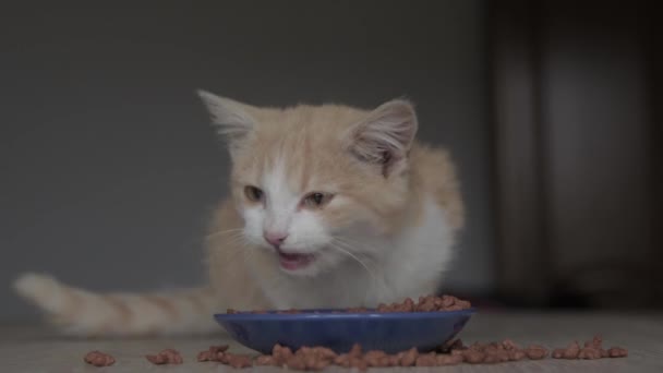 Gato Close Come Uma Tigela Alimentar Teu Animal Estimação Comida — Vídeo de Stock