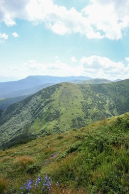 Karpat dağları, yeşil ve çiçekli dağ tepeleri. Gökyüzü güneşli ve beyaz bulutlu.