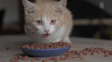 Yakın plan kedi kaseden yer. Evcil hayvanını besliyorsun. Kediler için kuru yiyecek. Evdeki mavi kaseden gelen doğal, organik yiyecekler..