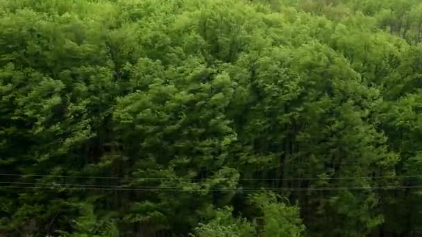许多树 森林在暴风雨中猛烈地摇曳着 — 图库视频影像