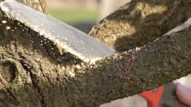 Pruning Trees Hand Saw Spring Pruning Branches Trees — Stock Video