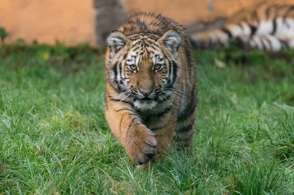 Pequeno Amur Tiger corre em direção ao espectador — Fotografia de Stock