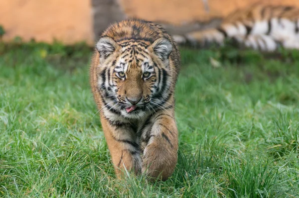 Kleiner Amur-Tiger läuft auf den Betrachter zu — Stockfoto