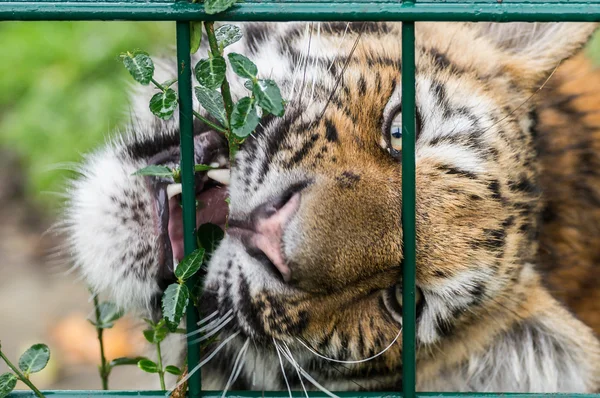 Amur Tigre detrás de la rejilla de jaula —  Fotos de Stock