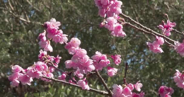 Okinawan třešňové květy, které kolébají ve větru a rozkvétají jasně 4K