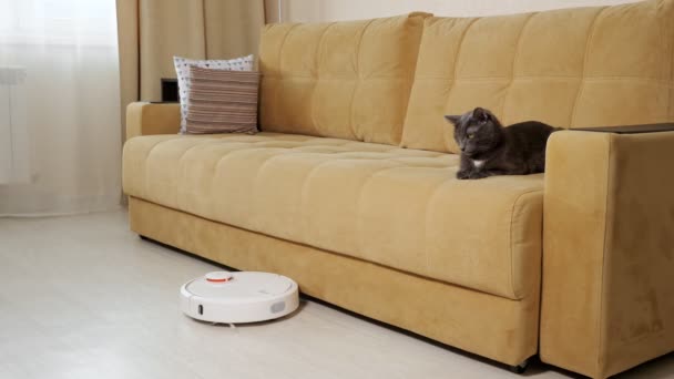 Funny cat looks at robot cleaner hoovering floor by sofa — Stock Video