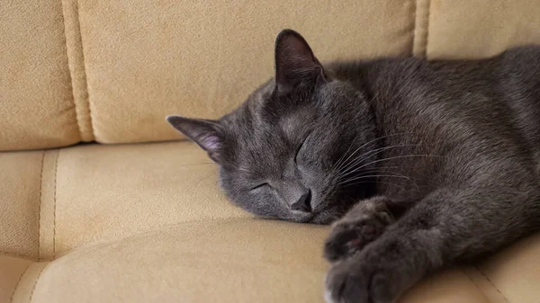 Nahaufnahme einer grauen Katze, die auf dem Sofa schläft — Stockfoto