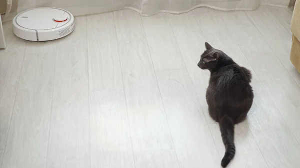 Robot aspiradora conduce en el suelo gato gris lo observa — Foto de Stock