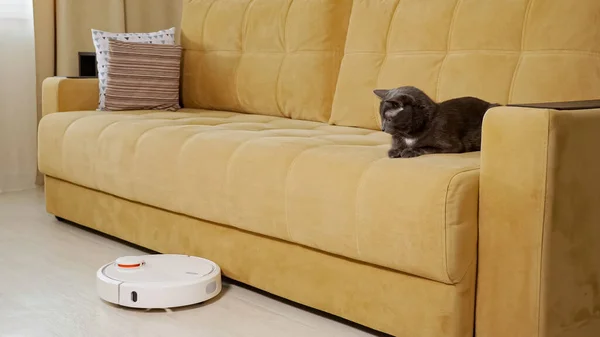 Gato gris observa el trabajo de la aspiradora robot acostado en el sofá — Foto de Stock