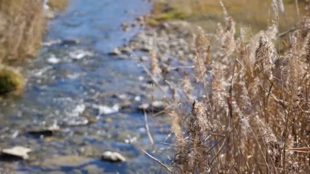 Schilfpflanzen mit trockenen Blumen wachsen am Ufer des Gebirgsflusses — Stockvideo