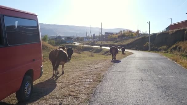 Herd of cows walks along side of rural road to small village — Stock Video