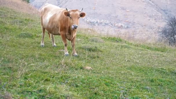 Cute cow grazes on green pasture grass on mountain slope — Stock Video