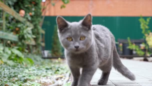 Precioso gatito gris con grandes ojos naranjas mira cuidadosamente — Vídeos de Stock