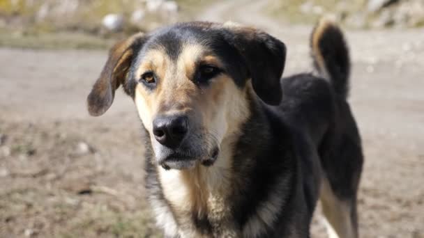 Increíble perro con piel hermosa y ojos marrones menea cola — Vídeo de stock