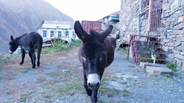 Belle mule sombre avec nez blanc se promène le long du village de colline — Video