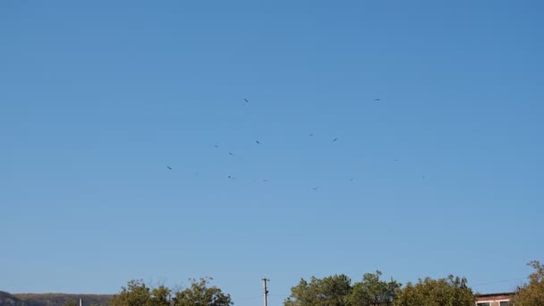 Bandada de aves en el cielo despejado sobre el asentamiento — Vídeo de stock