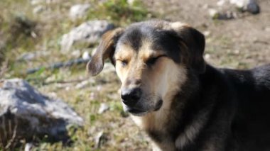 Güneşli bir havada kırma bir köpeğin yakın çekimi.
