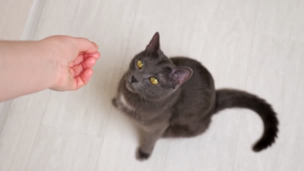 Gato gris come de manos humanas, de pie sobre sus patas traseras — Vídeo de stock