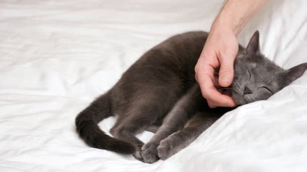 Mans mână mângâiere o pisică gri dormit — Videoclip de stoc