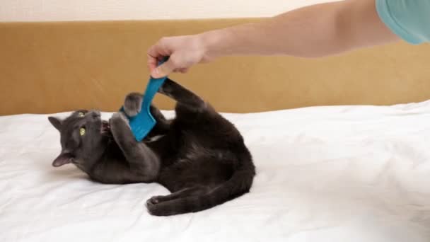 Jeune chat gris ne se laisse pas peigner en mordant une brosse — Video