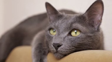 Gözlerini kapayan ve yalan söyleyen gri bir kediye yakından bakın.