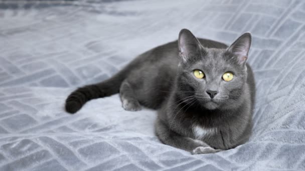 Элегантная красивая серая кошка лежит на сером покрывале — стоковое видео