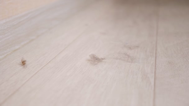Cabello con polvo y suciedad soplado por el flujo de aire en el suelo de madera — Vídeo de stock