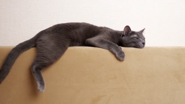 Schöne graue Katze schläft auf der Rückseite des Sofas — Stockvideo