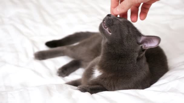 Hombre acaricia un guapo gato gris acostado en una cama blanca — Vídeo de stock