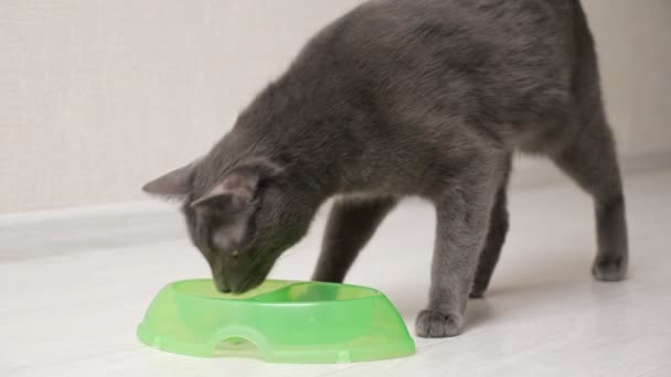 Серый кот подбегает к зеленой чаше и начинает есть жадно — стоковое видео