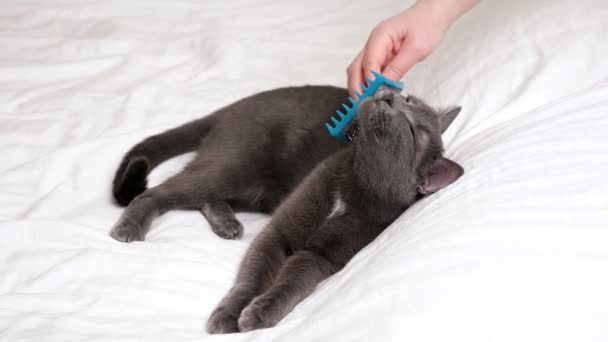 Gato gris disfrutando de procedimiento de cepillado mientras está acostado en la cama blanca — Vídeos de Stock