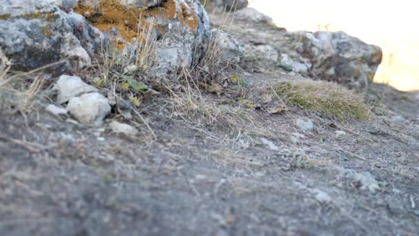 Wandelaar in grijze sneakers gaat de berg op met grote rotsen — Stockvideo