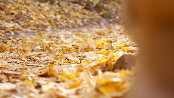Toerist in sneakers benen lopen langs spoor met gele bladeren — Stockvideo