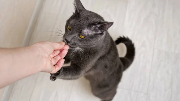 A szürke macska emberi kézből eszik, feláll a hátsó lábára. — Stock Fotó